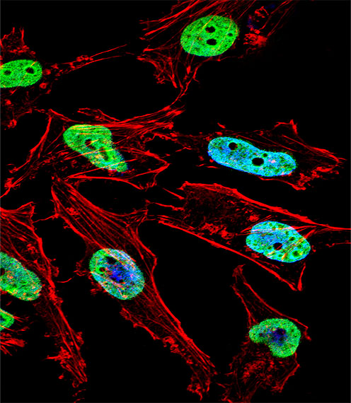 Fluorescent confocal image of Hela cell stained with NKX1-1 Antibody (Center)