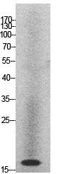 a16318 hist1h2ag primary antibodies wb testing 2