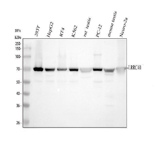 a16326 1 lrrc40 primary antibodies wb testing 1_1