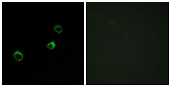 a16342 cyb561d1 primary antibodies if testing 1