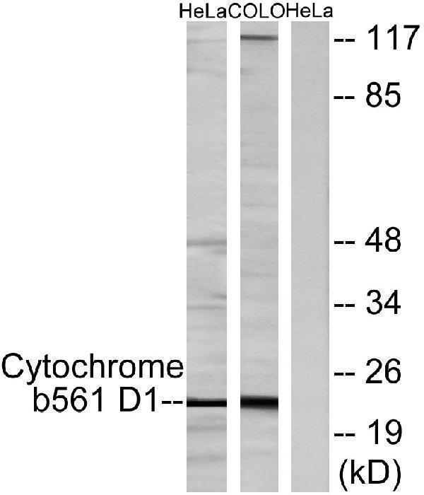 a16342 cyb561d1 primary antibodies wb testing 2