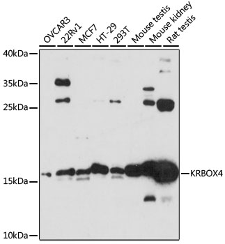 Western blot analysis of extracts of various cell lines, using KRBOX4 antibody  at 1:3000 dilution