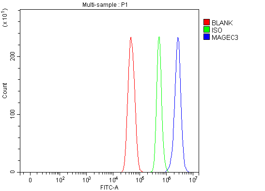 Figure 2. Flow Cytometry analysis of U251 cells using anti-MAGEC3 antibody (A16360-1). Overlay histogram showing U251 cells stained with A16360-1 (Blue line). To facilitate intracellular staining, cells were fixed with 4% paraformaldehyde and permeabilized with permeabilization buffer. The cells were blocked with 10% normal goat serum. And then incubated with rabbit anti-MAGEC3 Antibody (A16360-1, 1 microg/1x106 cells) for 30 min at 20°C. DyLight®488 conjugated goat anti-rabbit IgG (BA1127, 5-10 microg/1x106 cells) was used as secondary antibody for 30 minutes at 20°C. Isotype control antibody (Green line) was rabbit IgG (1 microg/1x106) used under the same conditions. Unlabelled sample (Red line) was also used as a control. Figure 2. Flow Cytometry analysis of U251 cells using anti-MAGEC3 antibody (A16360-1). Overlay histogram showing U251 cells stained with A16360-1 (Blue line). To facilitate intracellular staining, cells were fixed with 4% paraformaldehyde and permeabilized with permeabilization buffer. The cells were blocked with 10% normal goat serum. And then incubated with rabbit anti-MAGEC3 Antibody (A16360-1, 1 microg/1x106 cells) for 30 min at 20°C. DyLight®488 conjugated goat anti-rabbit IgG (BA1127, 5-10 microg/1x106 cells) was used as secondary antibody for 30 minutes at 20°C. Isotype control antibody (Green line) was rabbit IgG (1 microg/1x106) used under the same conditions. Unlabelled sample (Red line) was also used as a control.