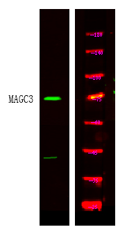 Western Blot analysis of HEK293 lysis, using primary antibody at 1:1000 dilution