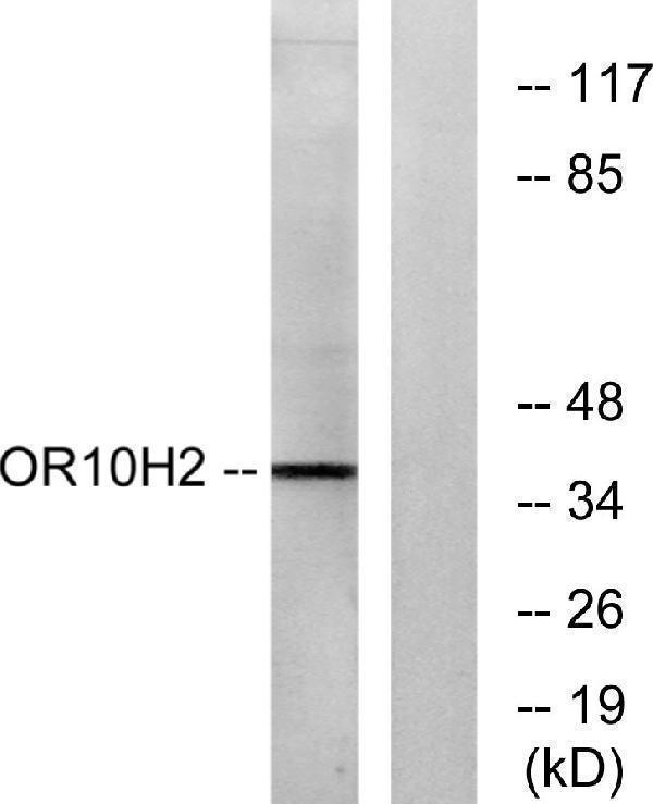 a16363 or10h2 primary antibodies wb testing 1