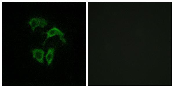 a16369 or2a7 primary antibodies if testing 1