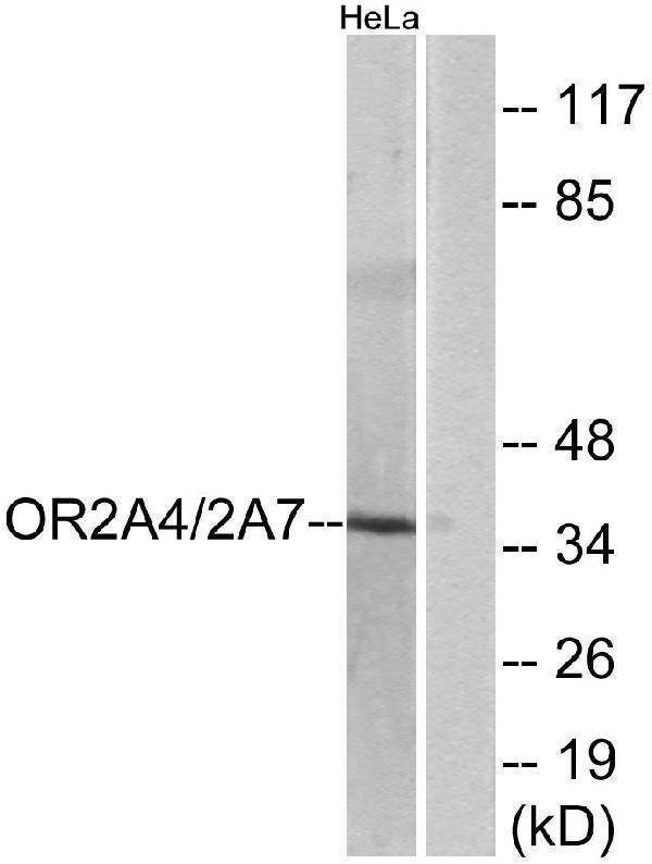 a16369 or2a7 primary antibodies wb testing 3