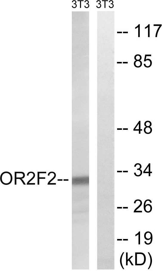 a16370 or2f2 primary antibodies wb testing 1