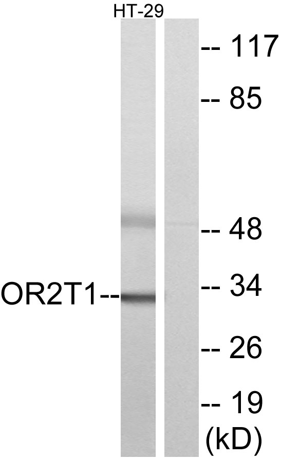 a16371 or2t1 primary antibodies wb testing 3