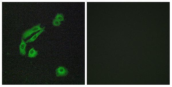 a16372 or4c13 primary antibodies if testing 1