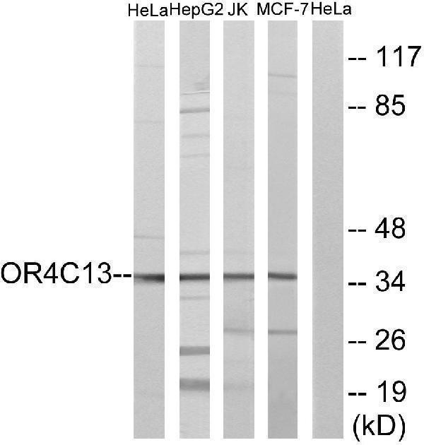 a16372 or4c13 primary antibodies wb testing 2