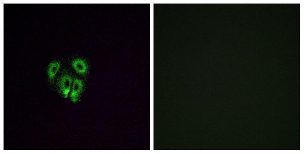 a16373 or4f4 primary antibodies if testing 1