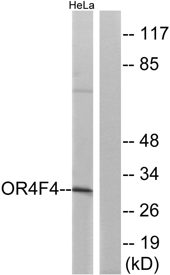 a16373 or4f4 primary antibodies wb testing 2