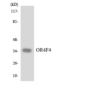 a16373 or4f4 primary antibodies wb testing 3