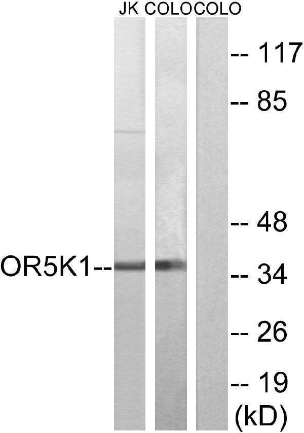 a16375 or5k1 primary antibodies wb testing 3