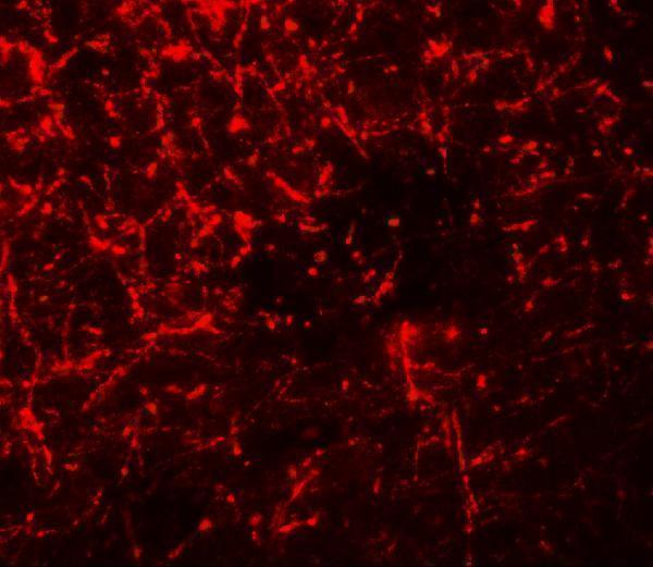 Immunofluorescence of SHISA4 in mouse brain tissue with SHISA4 antibody at 20 μg/ml