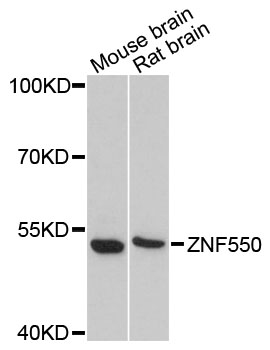 a16416 znf550 primary antiboties wb testing 1