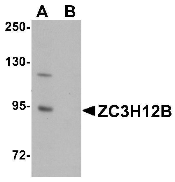 a16432 zc3h12b primary antibodies wb testing 1