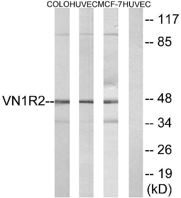 a16434 vn1r2 primary antibodies wb testing 1