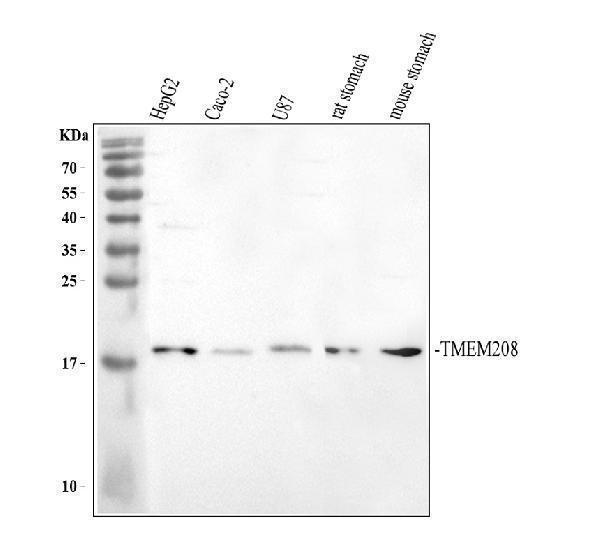 a16438 tmem208 primary antibodies wb testing 1