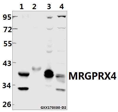 a16446 1 mrgprx4 primary antiboties wb testing 1