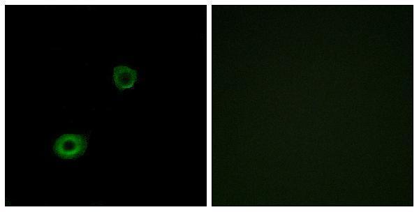 Immunofluorescence analysis of A549 cells, using MRGX4 Antibody