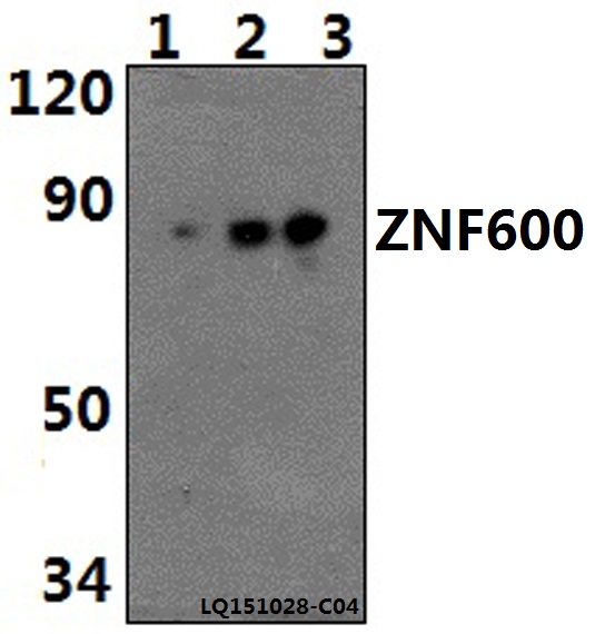 a16463 znf600 primary antiboties wb testing 1