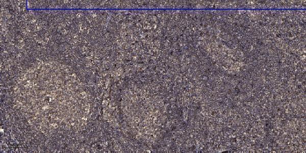 Immunohistochemical analysis of paraffin-embedded human tonsil