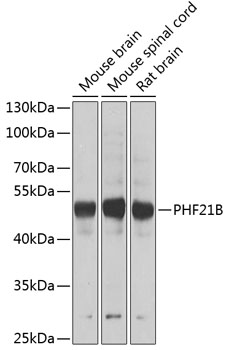 a16476 phf21b primary antiboties wb testing 1