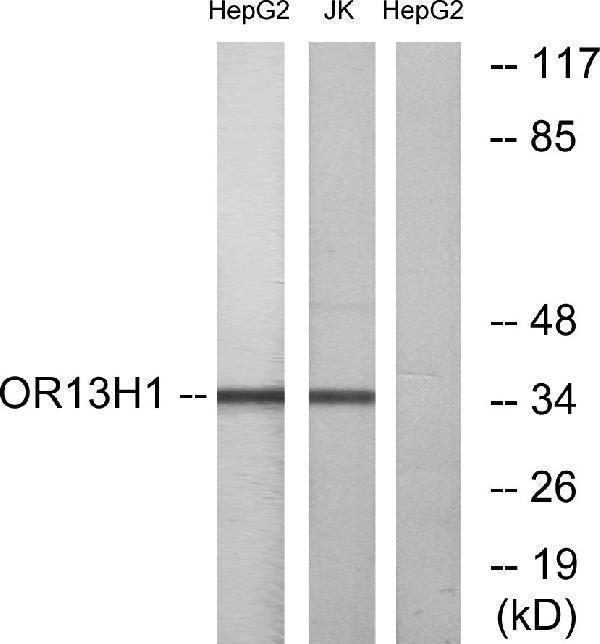 a16479 or13h1 primary antibodies wb testing 1