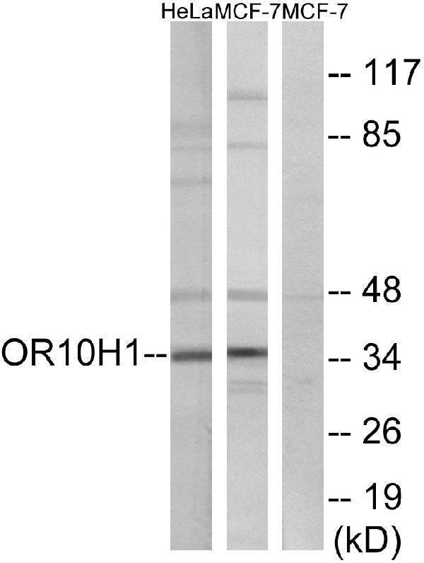 a16480 or10h1 primary antibodies wb testing 1