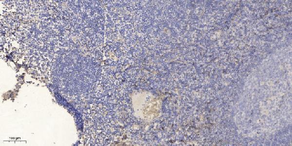 a16481 olfml2b primary antibodies ihc testing 1