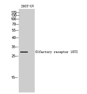 Western Blot analysis of 293T-UV cells using Olfactory receptor 10T2 Polyclonal Antibody diluted at 1:500