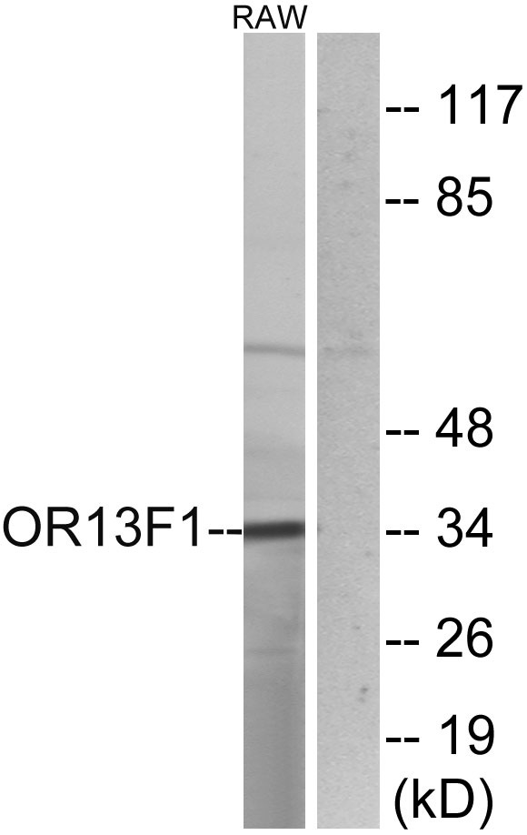 a16512 or13f1 primary antibodies wb testing 1