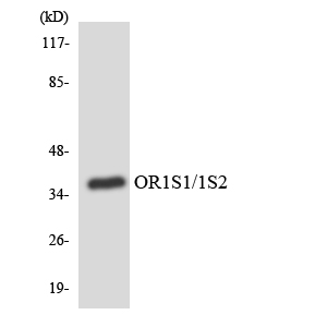 a16516 or1s2 primary antibodies wb testing 1