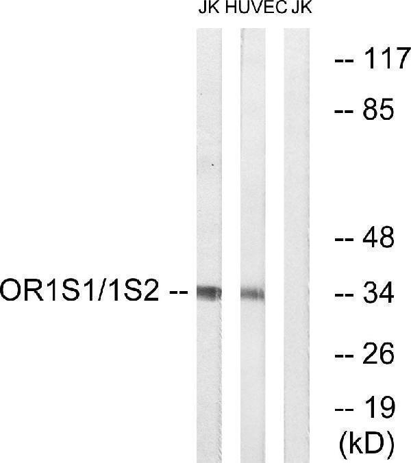 a16516 or1s2 primary antibodies wb testing 3