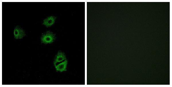 a16517 or2b2 primary antibodies if testing 1