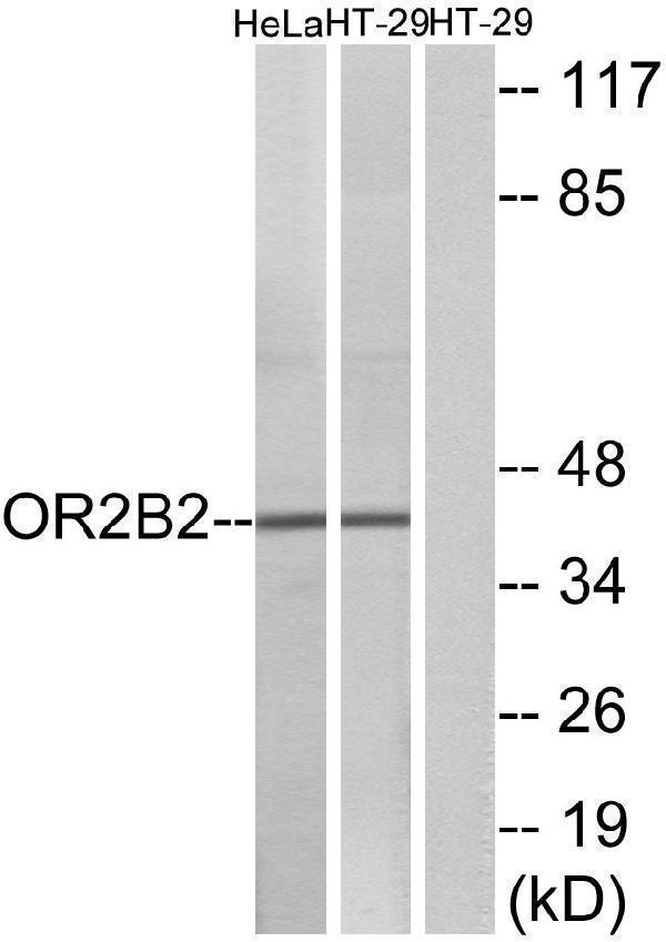 a16517 or2b2 primary antibodies wb testing 2