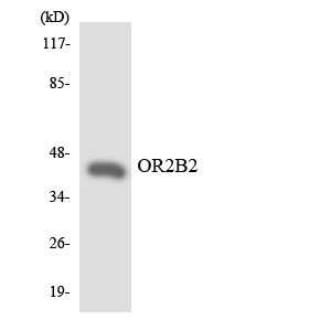 a16517 or2b2 primary antibodies wb testing 3