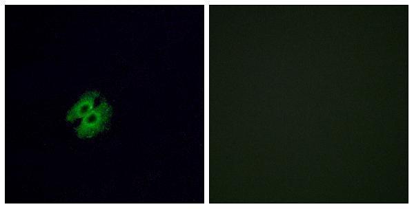 a16518 or2g2 primary antibodies if testing 1