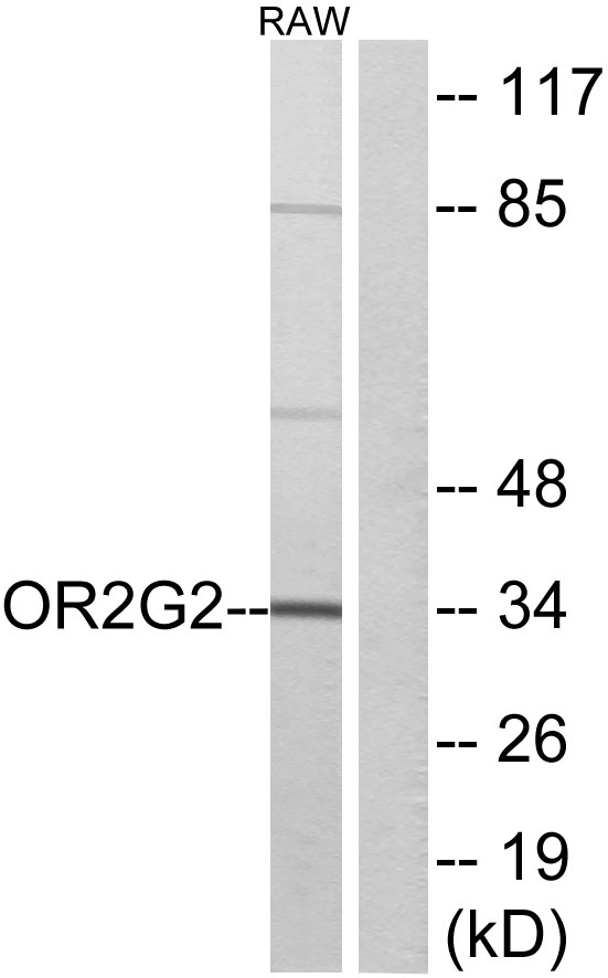 a16518 or2g2 primary antibodies wb testing 2