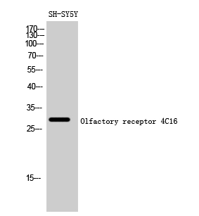 a16523 or4c16 primary antibodyes wb testing 1