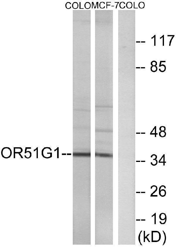 a16524 or51g1 primary antibodies wb testing 1