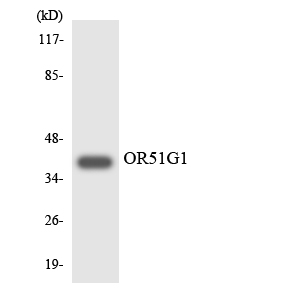 a16524 or51g1 primary antibodies wb testing 2