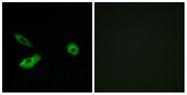 a16528 or5ar1 primary antibodies if testing 1