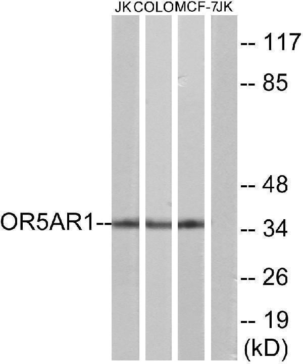 a16528 or5ar1 primary antibodies wb testing 3