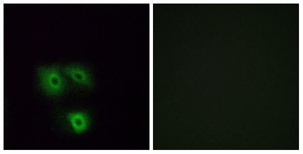 a16530 or5h1 primary antibodies if testing 1