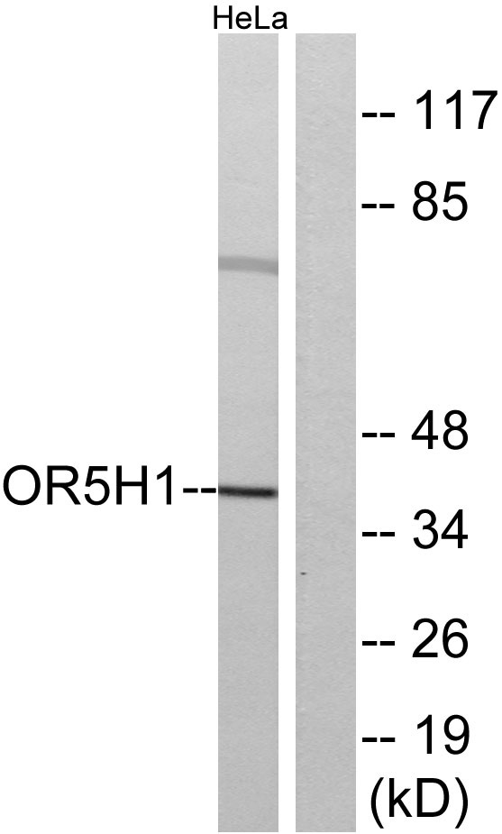 a16530 or5h1 primary antibodies wb testing 2