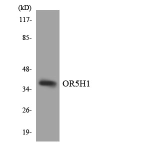 a16530 or5h1 primary antibodies wb testing 3