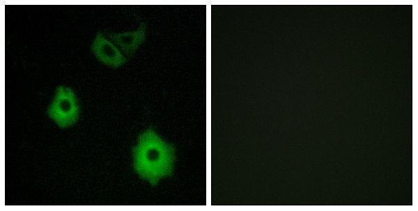 a16532 or5h6 primary antibodies if testing 1